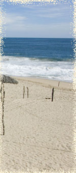 the sea